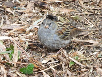 クロジ 秋ヶ瀬公園(野鳥の森) 2022年2月20日(日)