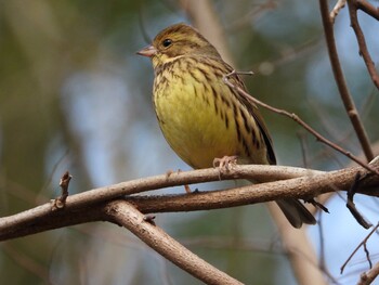 アオジ 秋ヶ瀬公園 2022年2月20日(日)