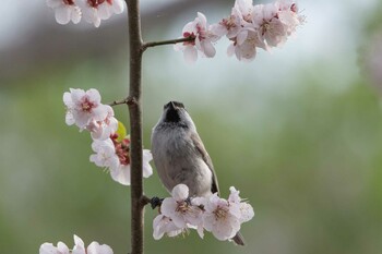 ハシブトガラ 前田森林公園(札幌市) 2021年5月7日(金)