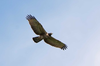 Crested Honey Buzzard Shirakaba-touge Fri, 9/15/2017