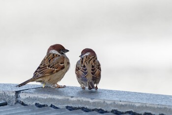 Eurasian Tree Sparrow 檜町公園(東京ミッドタウン) Fri, 2/18/2022