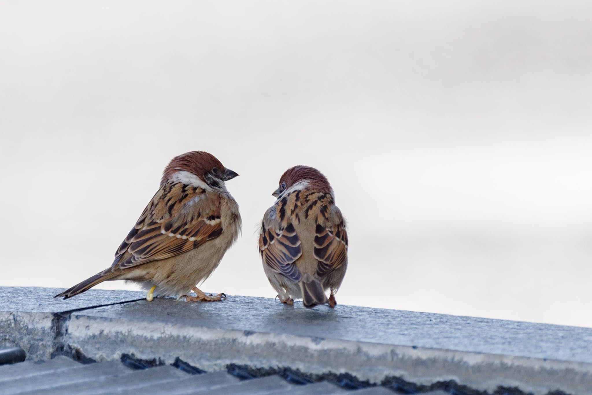 「さっきのツッコミ、ちょっと早すぎたと思うねん」「そうなんかなぁ」 by Marco Birds