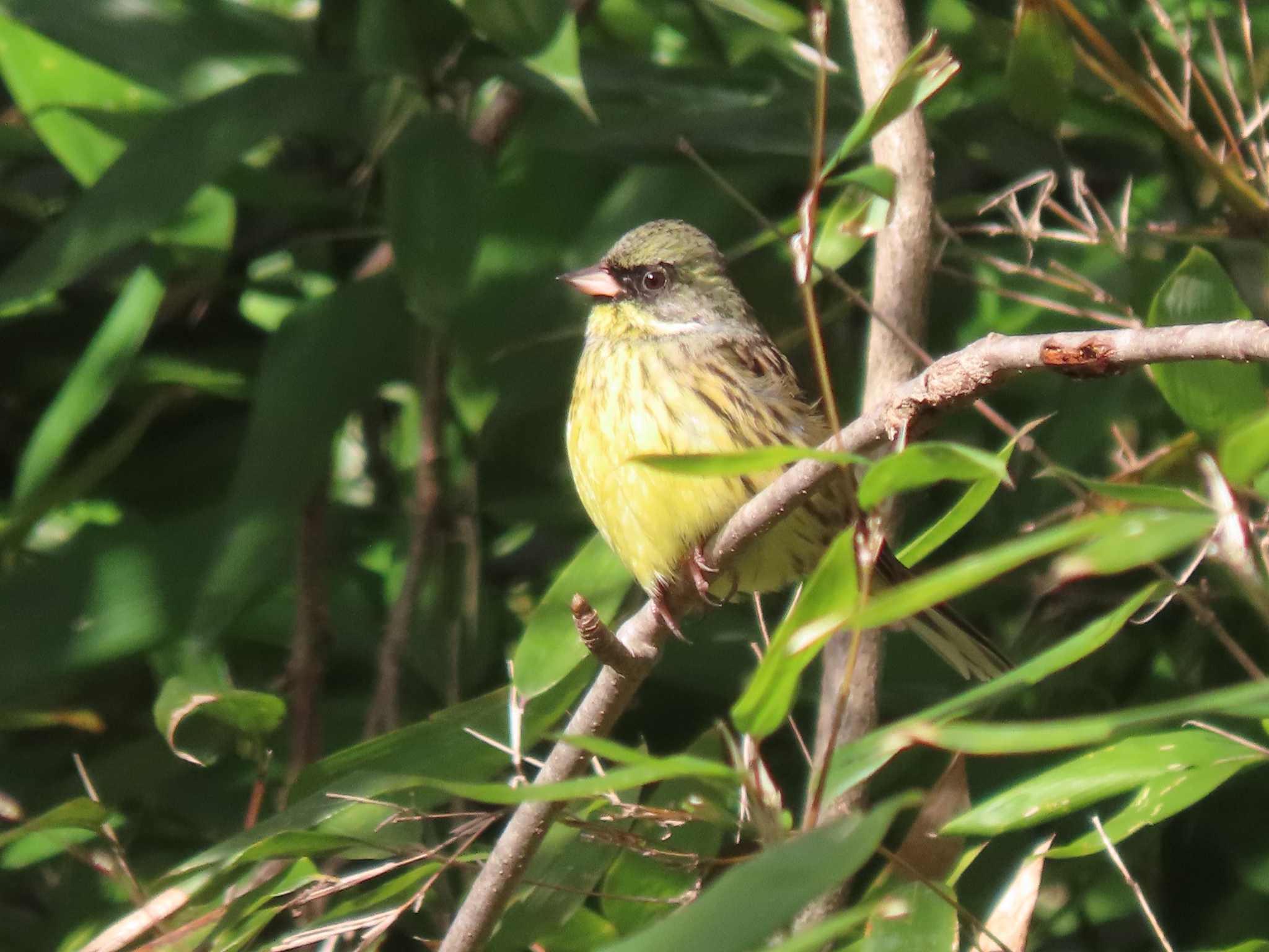 Photo of Masked Bunting at 小幡緑地 by OHモリ