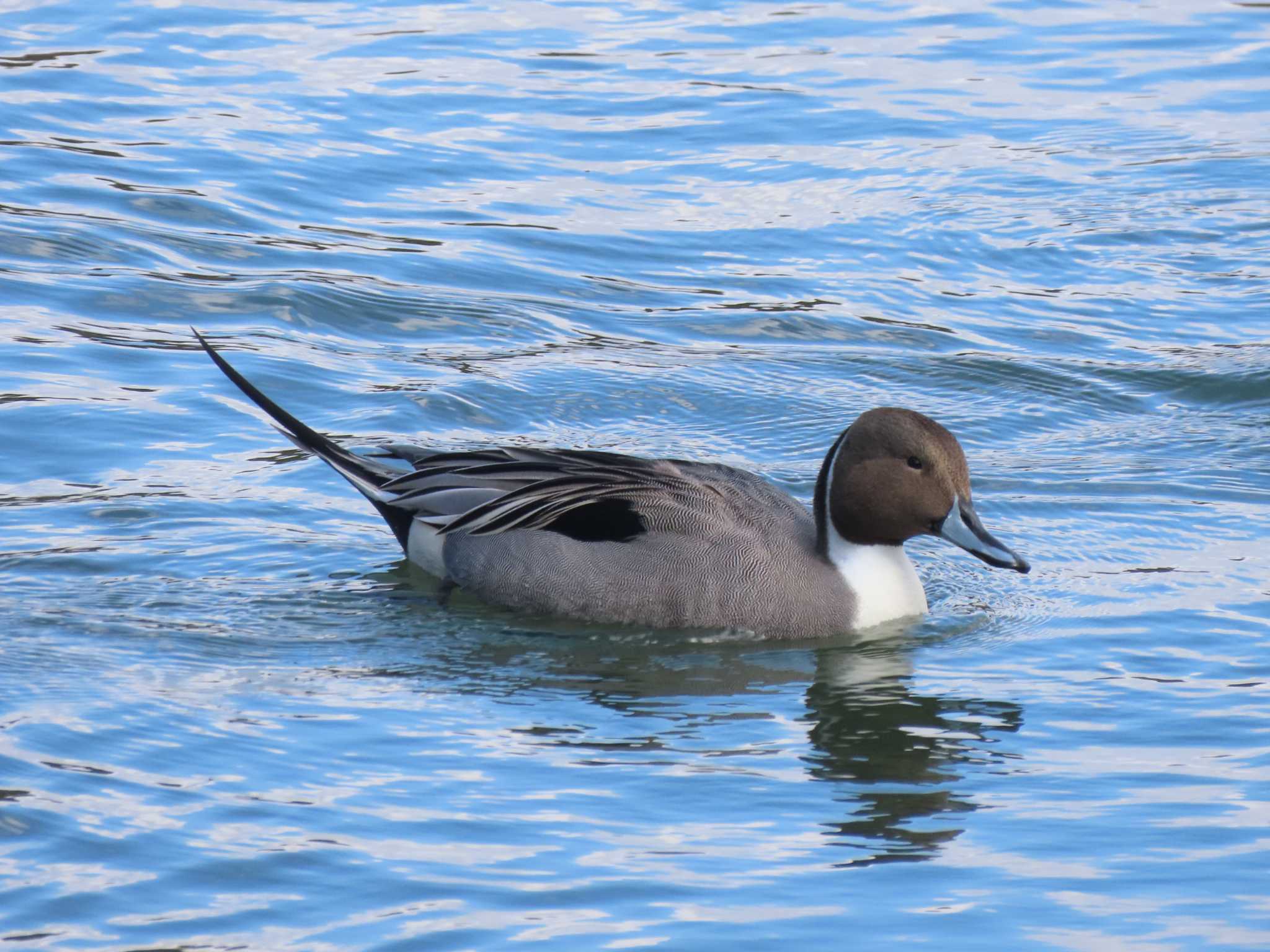 Northern Pintail