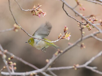 Warbling White-eye saitama Sun, 2/20/2022