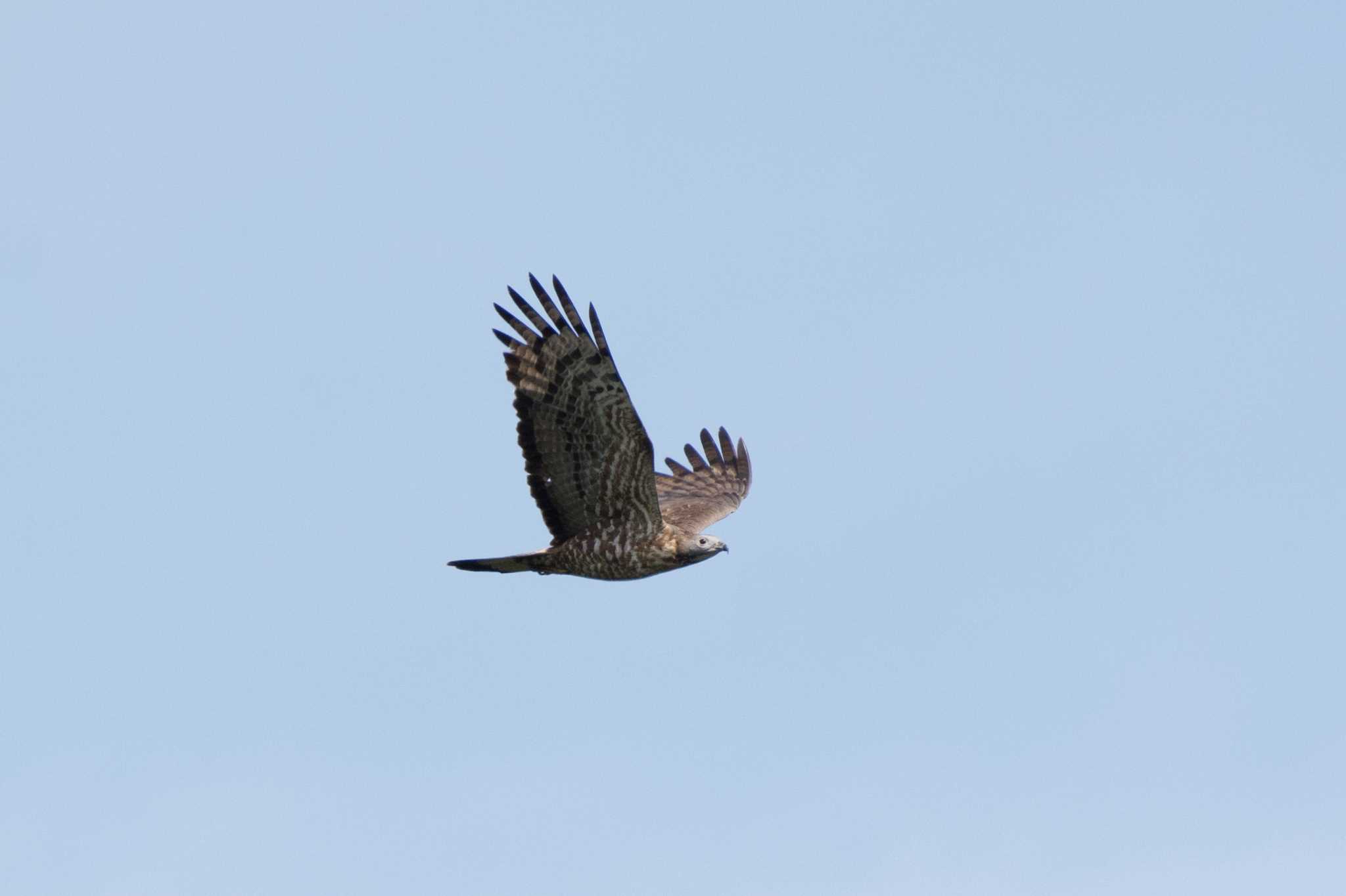 Photo of Crested Honey Buzzard at Shirakaba-touge by 倶利伽羅