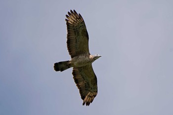 Crested Honey Buzzard Shirakaba-touge Fri, 9/15/2017