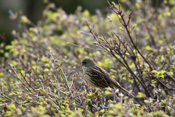 アオジ 百合が原公園 2021年5月7日(金)