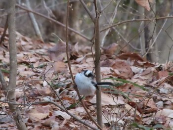 Long-tailed Tit 秩父ミューズパーク Sun, 2/20/2022