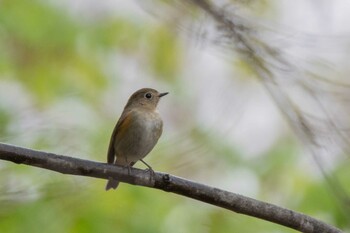 ルリビタキ 前田森林公園(札幌市) 2021年5月8日(土)