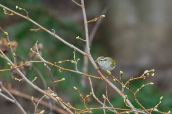 Arctic Warbler 前田森林公園(札幌市) Sat, 5/8/2021