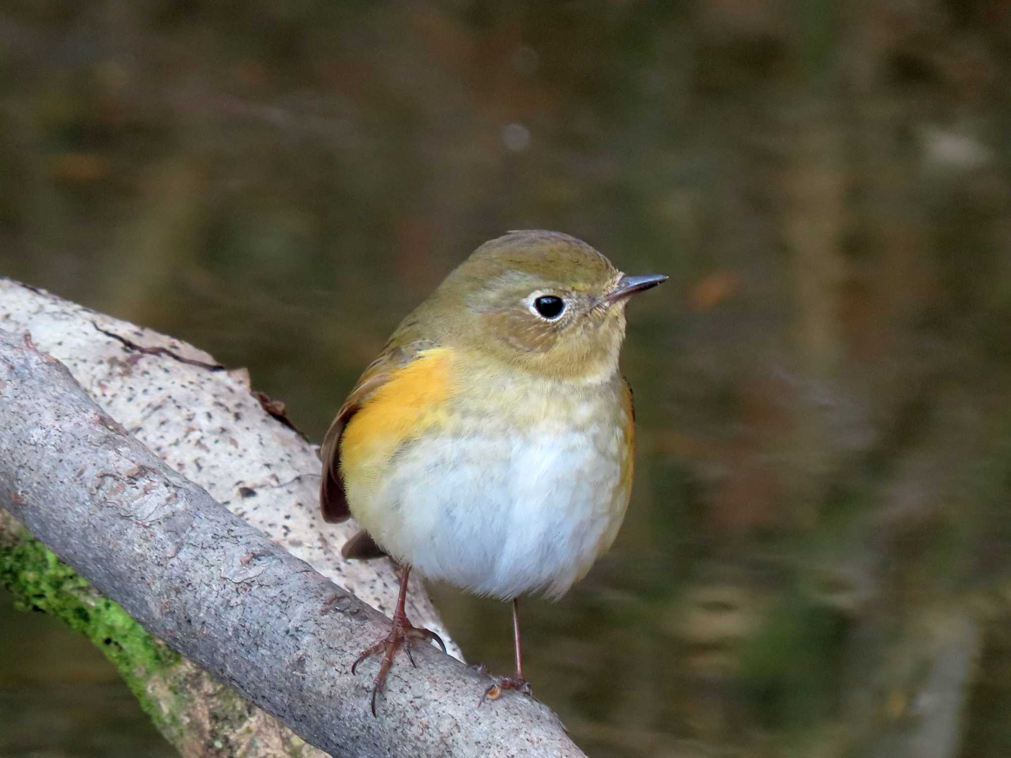 Red-flanked Bluetail