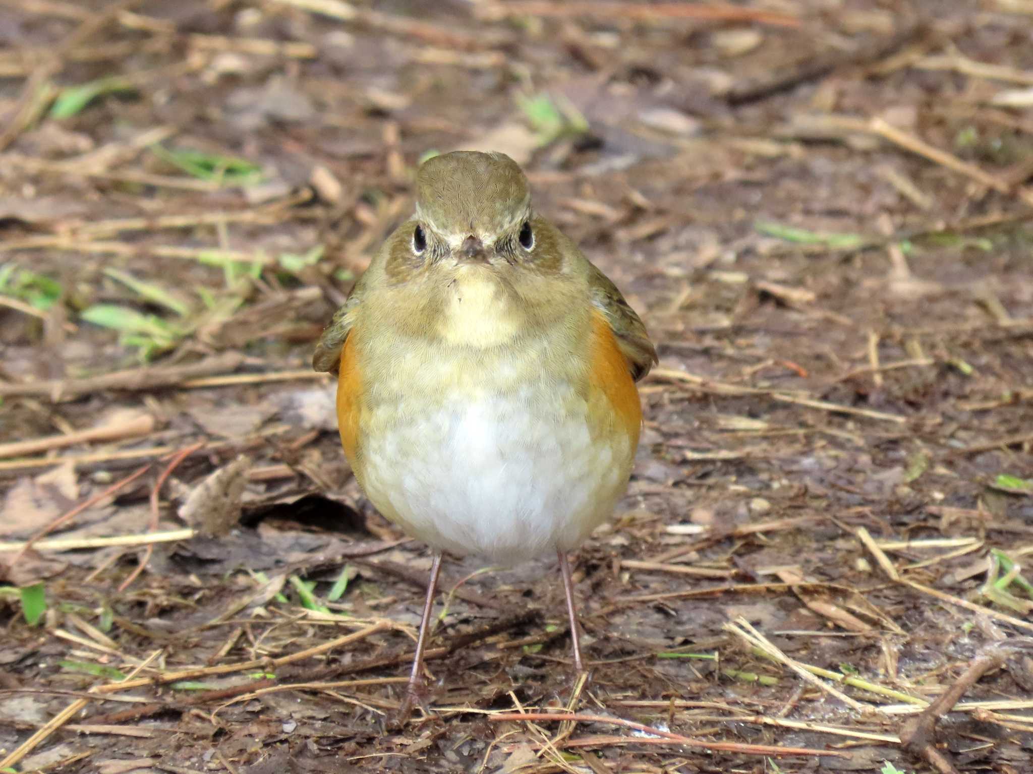 Red-flanked Bluetail