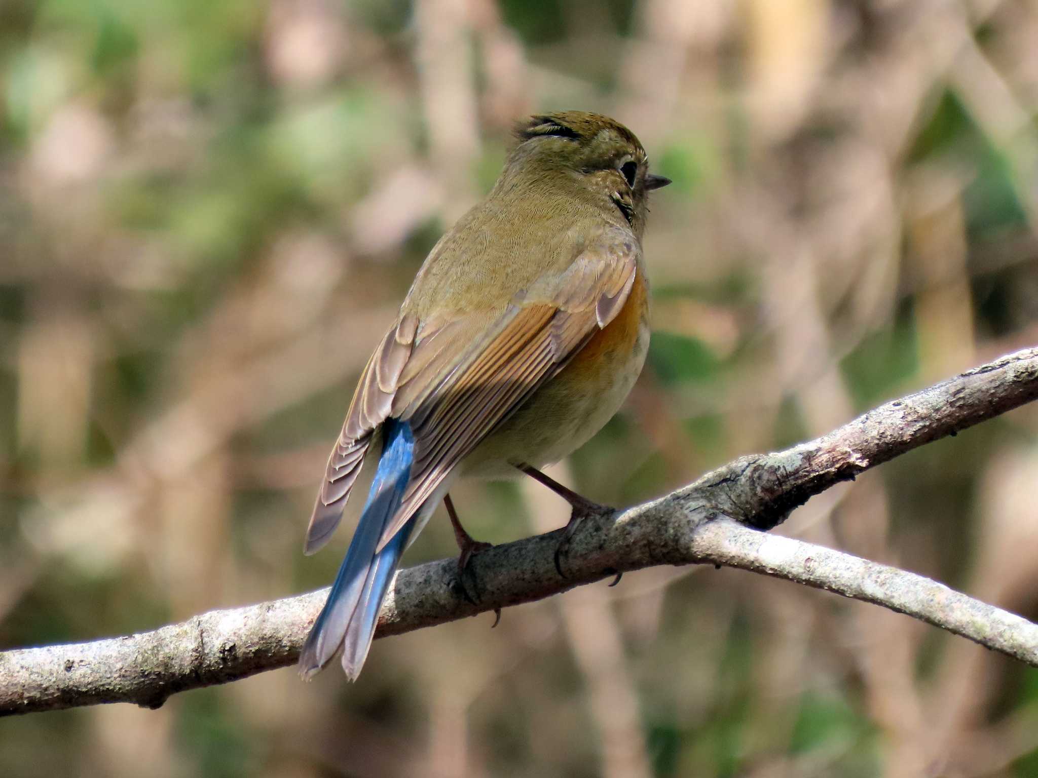 Red-flanked Bluetail