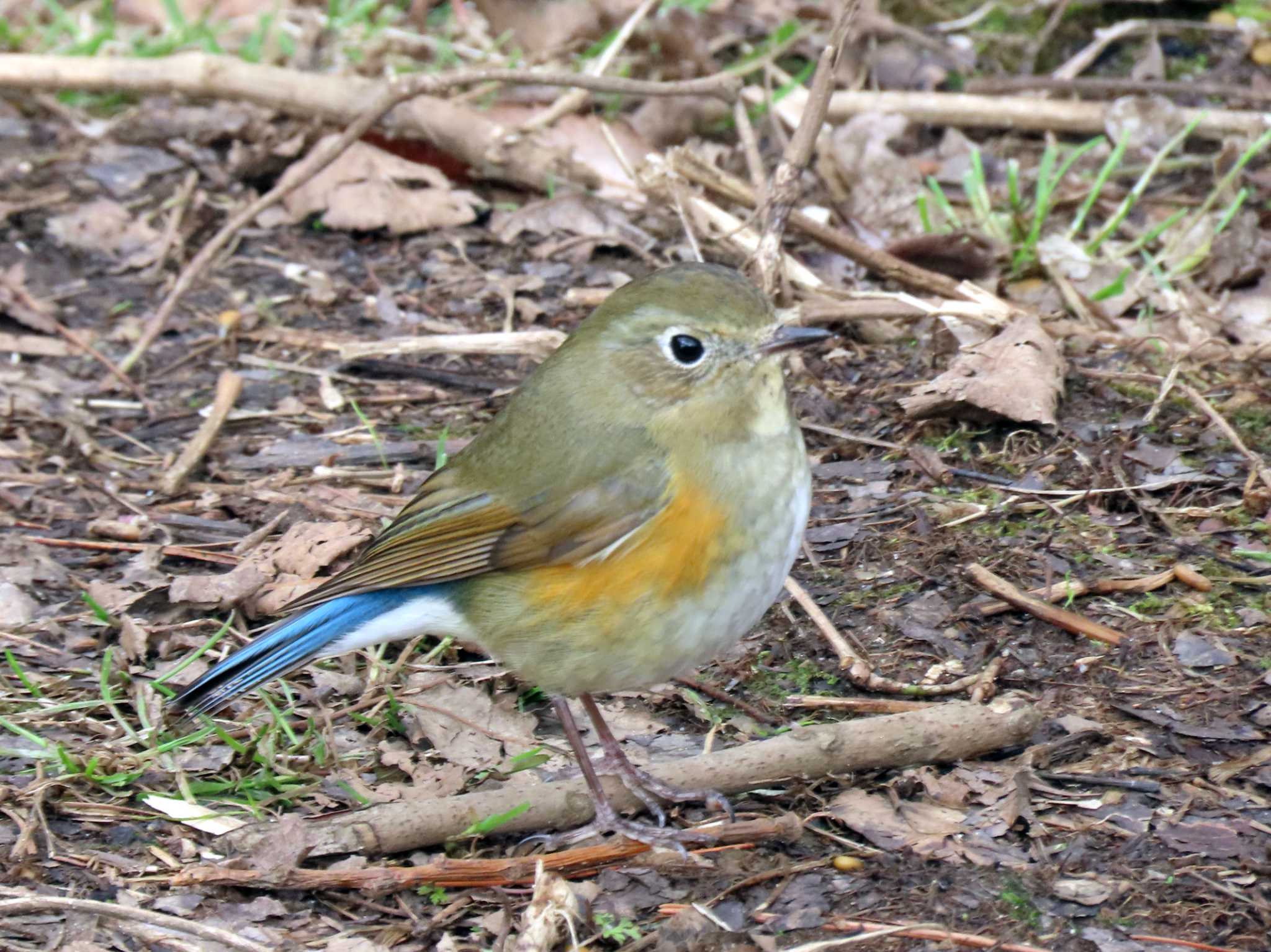 Red-flanked Bluetail