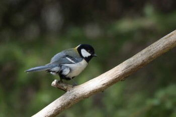 シジュウカラ 前田森林公園(札幌市) 2021年5月9日(日)