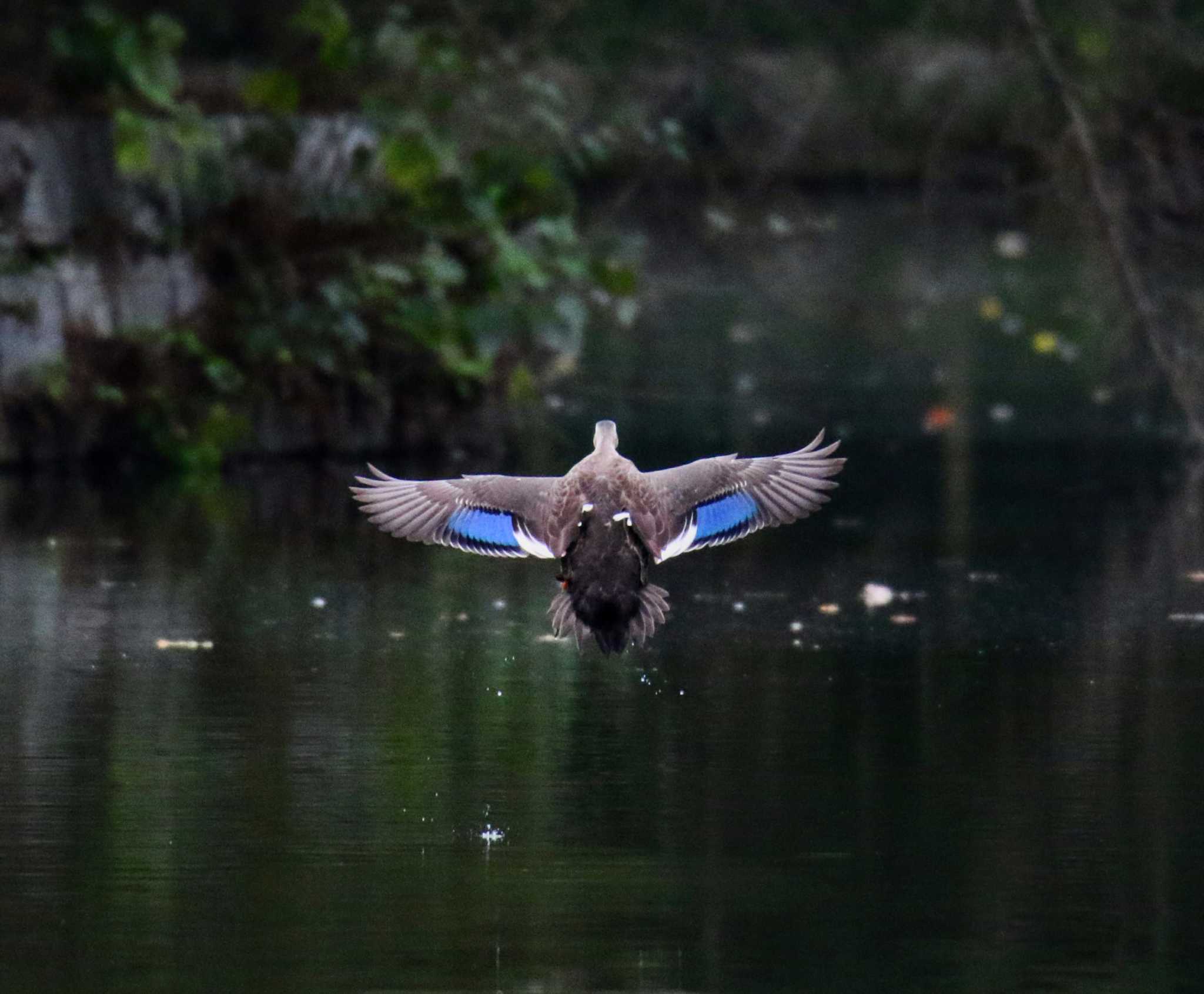 Photo of Eastern Spot-billed Duck at 東京都 by はやぶさくん