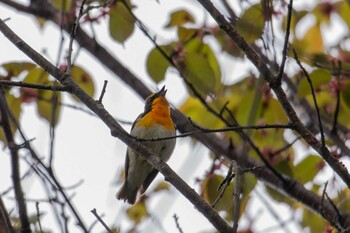 キビタキ 前田森林公園(札幌市) 2021年5月10日(月)