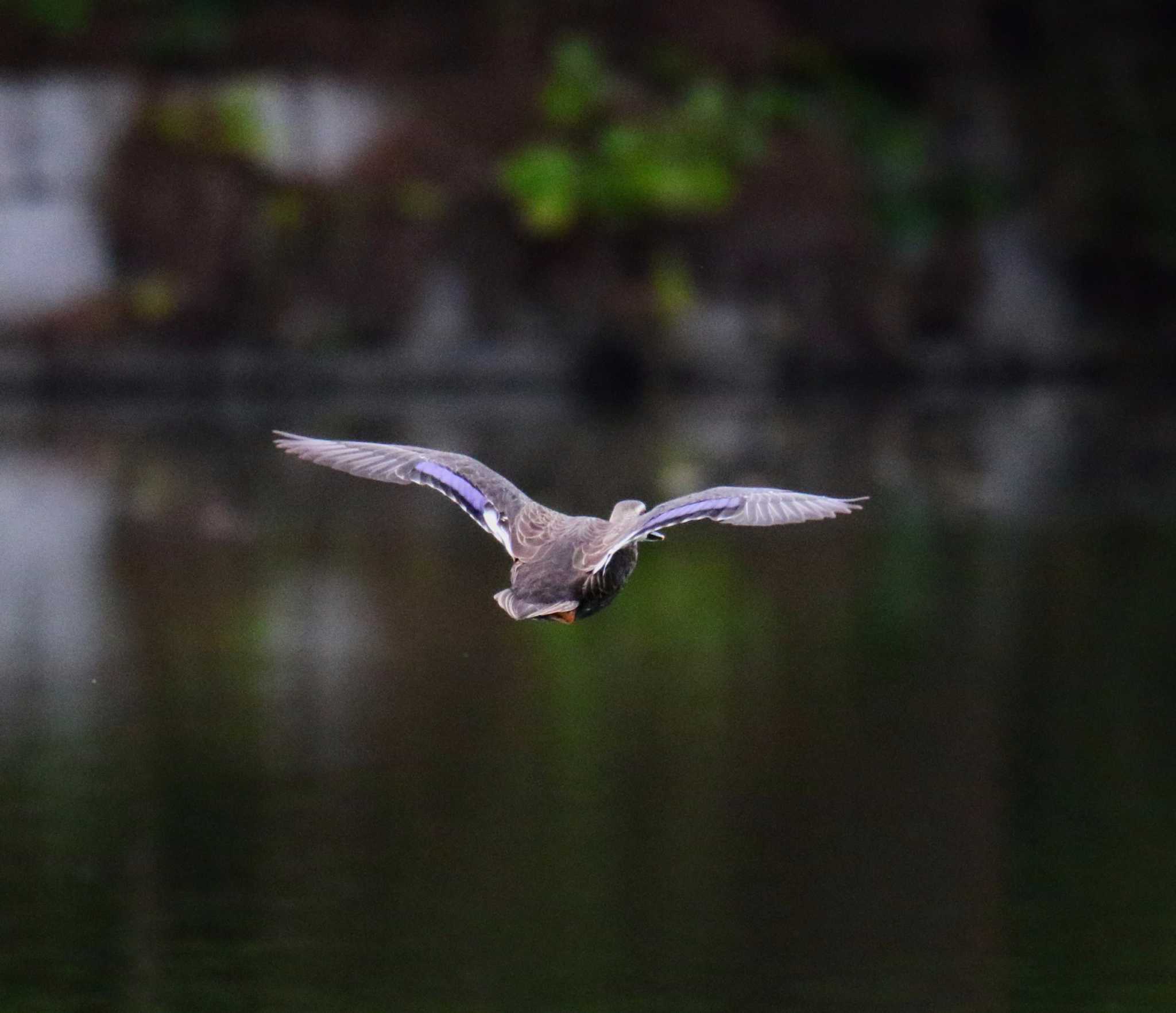 東京都 カルガモの写真