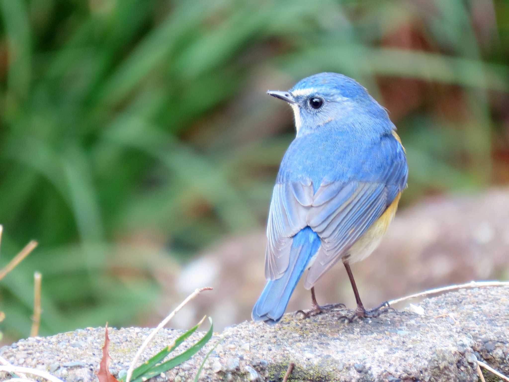 Photo of Red-flanked Bluetail at 小幡緑地 by OHモリ