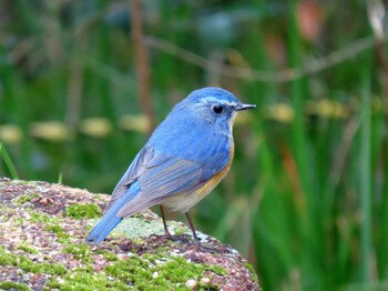 Sun, 2/20/2022 Birding report at 小幡緑地