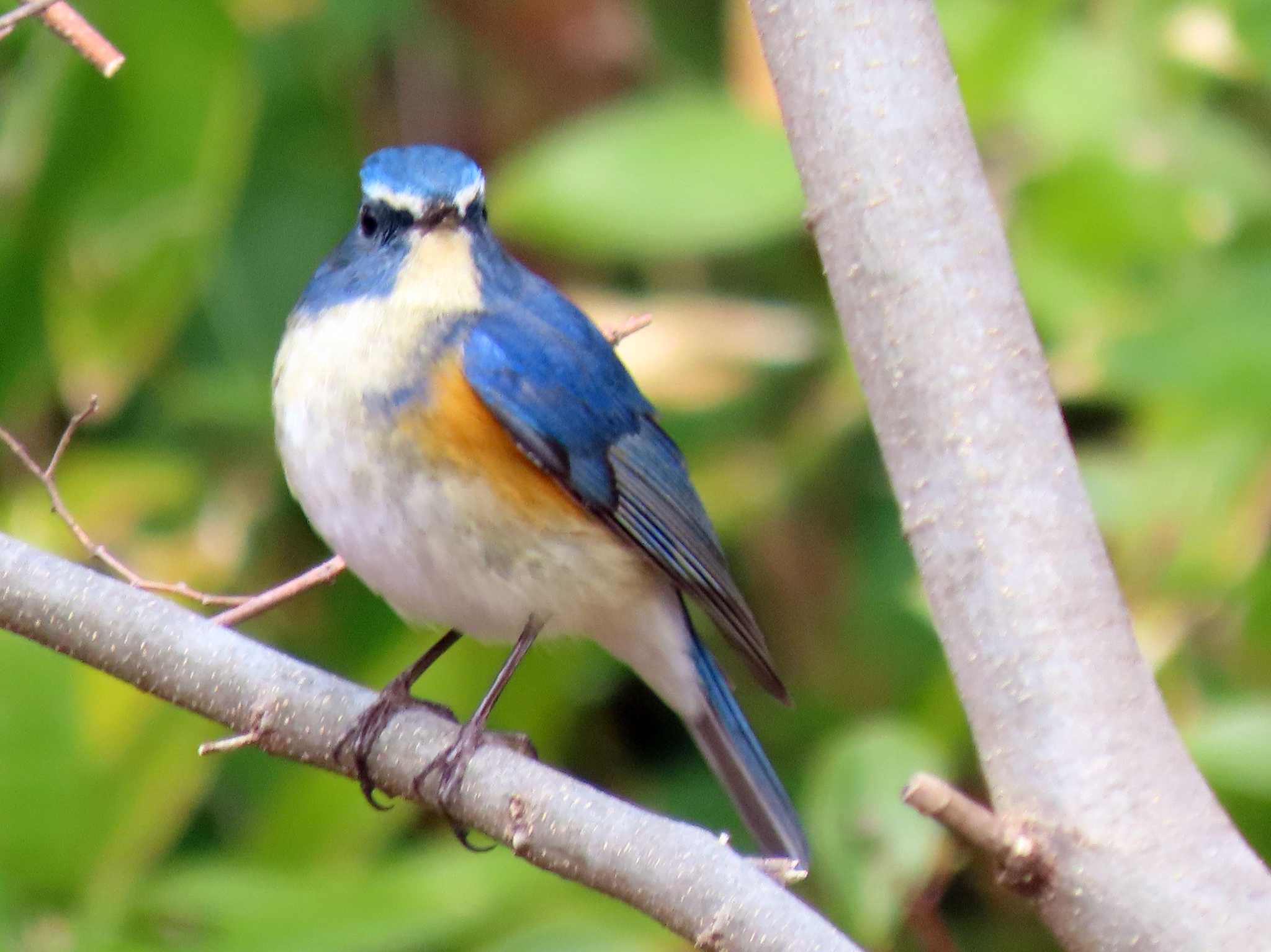 Red-flanked Bluetail