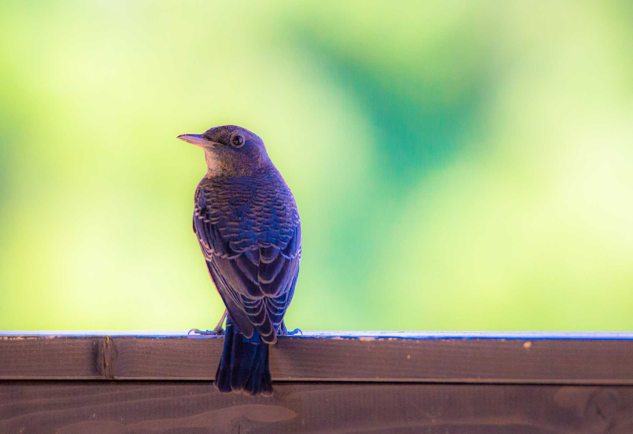 Photo of Blue Rock Thrush at  by 曹志远