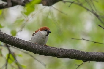 ニュウナイスズメ 前田森林公園(札幌市) 2021年5月11日(火)