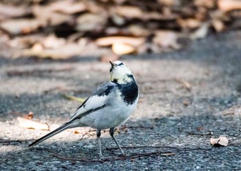 White Wagtail Unknown Spots Thu, 9/14/2017