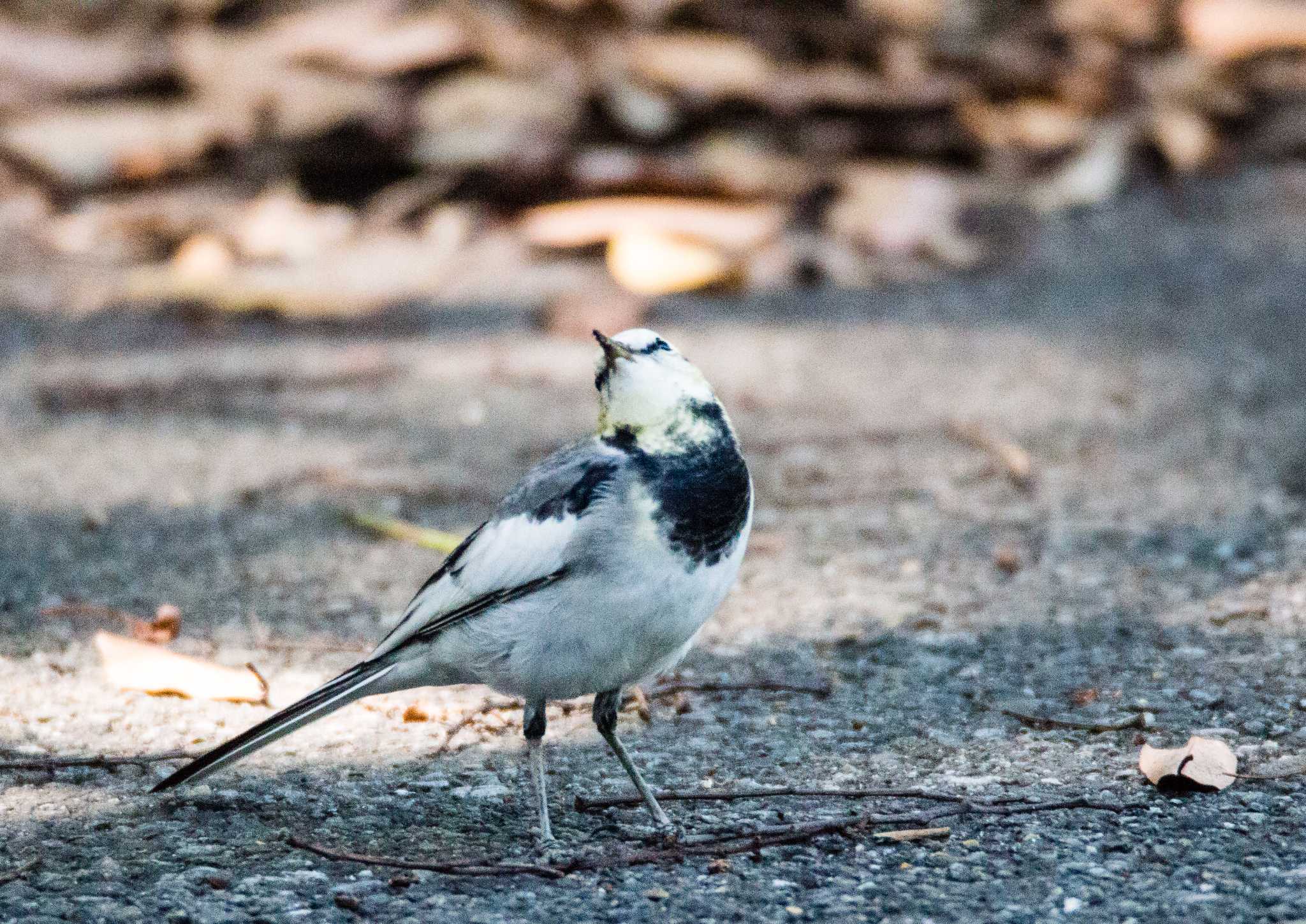 Photo of White Wagtail at  by 曹志远