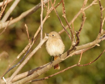 Daurian Redstart 勅使池 Sun, 2/20/2022