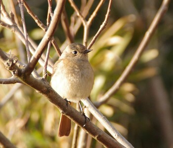 Daurian Redstart 勅使池 Sun, 2/20/2022