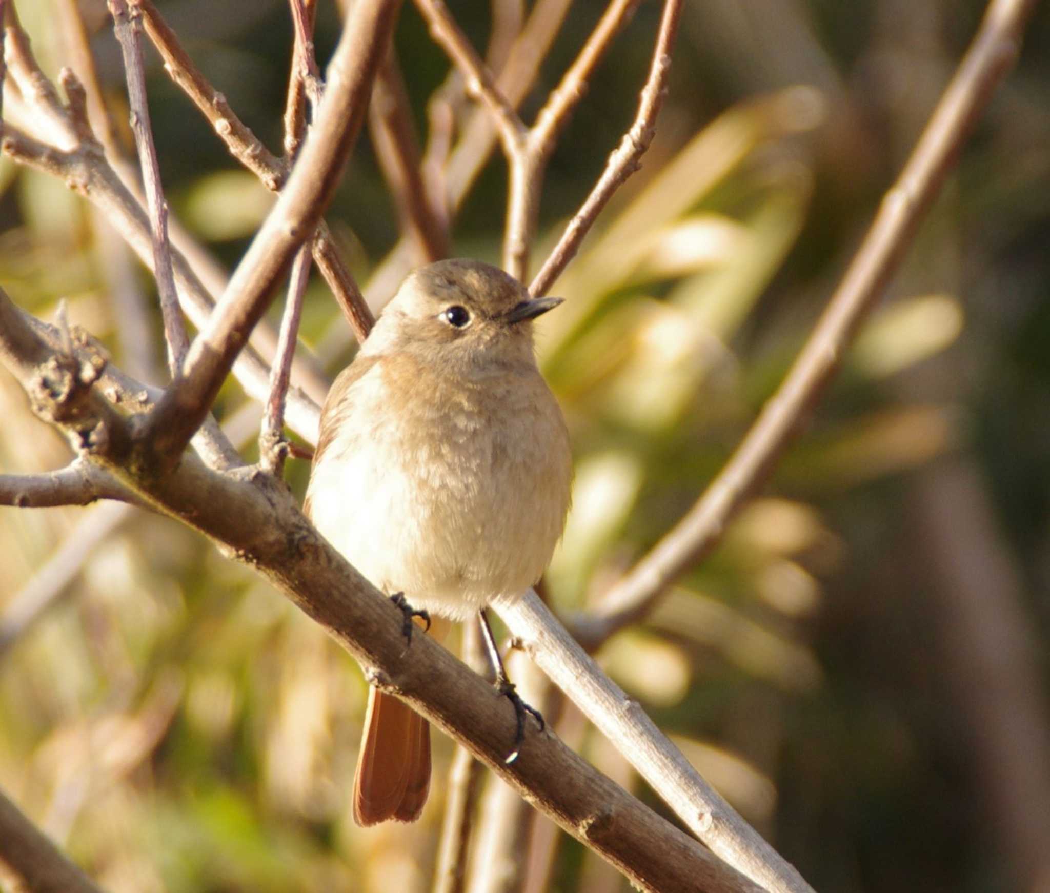 Photo of Daurian Redstart at 勅使池 by dokai