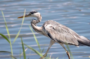 Grey Heron Unknown Spots Thu, 9/14/2017