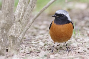 Daurian Redstart 檜町公園(東京ミッドタウン) Sat, 2/19/2022