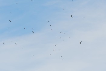 Grey-faced Buzzard Shirakaba-touge Fri, 9/15/2017