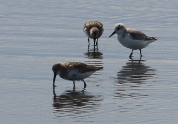 ミユビシギ ふなばし三番瀬海浜公園 2021年4月10日(土)