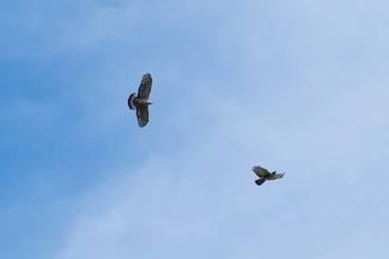 Crested Honey Buzzard Shirakaba-touge Fri, 9/15/2017