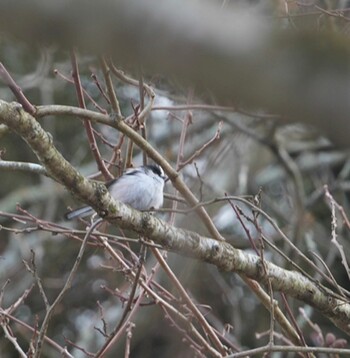 Long-tailed Tit 富士山遊歩道 Sun, 2/20/2022