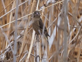 Grey-capped Greenfinch 彩湖 Sun, 2/20/2022