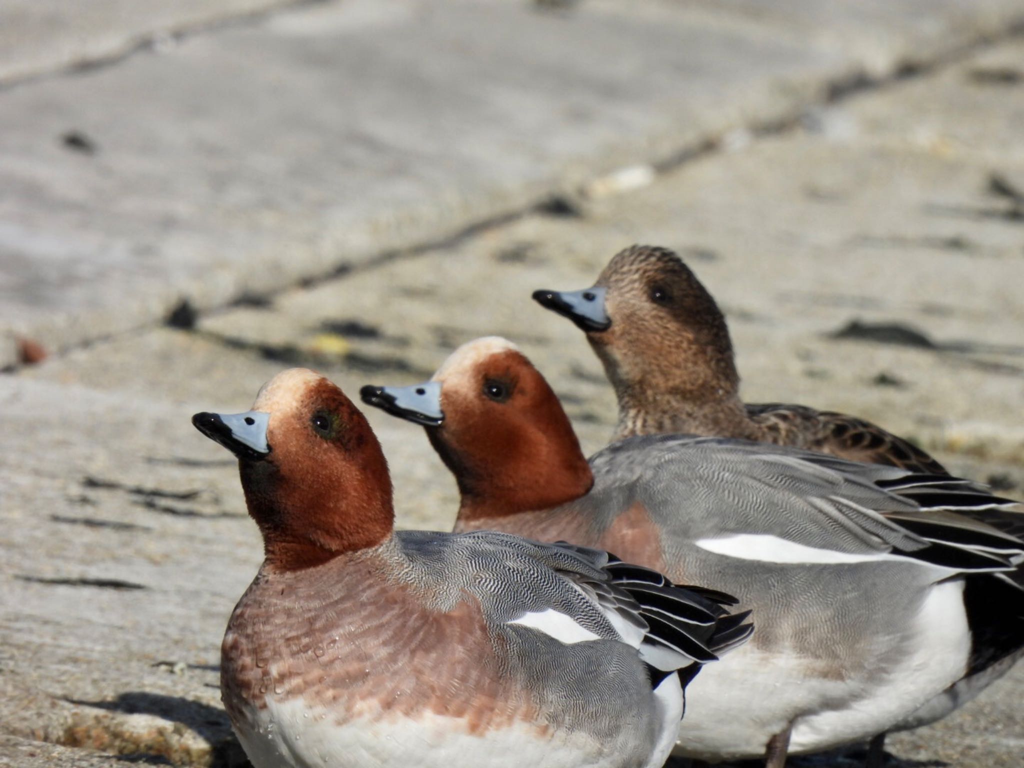 Photo of Eurasian Wigeon at 垂水漁港(神戸市) by カモちゃん