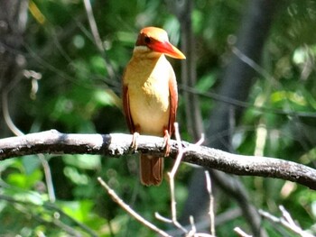 2013年6月8日(土) 名古屋市平和公園の野鳥観察記録