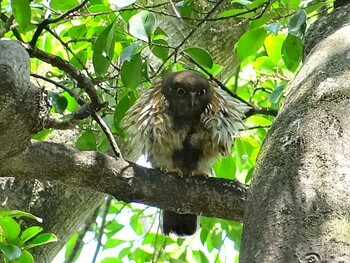 Mon, 6/17/2013 Birding report at 猪名部神社(三重県員弁郡)