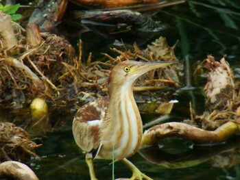 2010年7月10日(土) 北印旛沼の野鳥観察記録