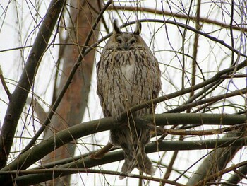 2011年2月6日(日) 多摩川の野鳥観察記録