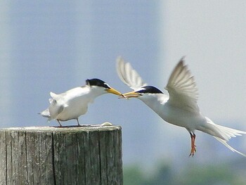 2010年2月20日(土) 葛西臨海公園の野鳥観察記録