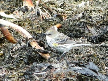 Myrtle Warbler 鎌倉市材木座海岸 Sat, 4/10/2010