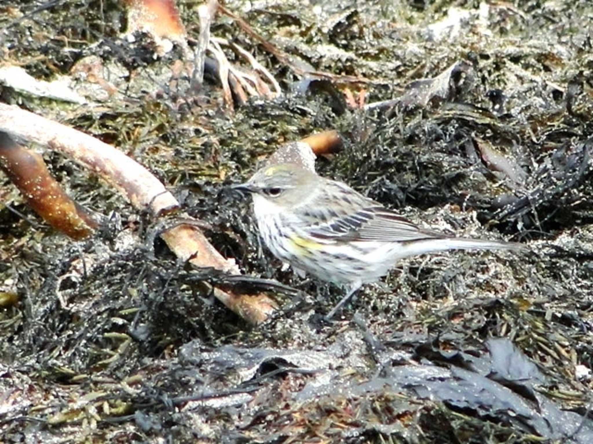 Photo of Myrtle Warbler at 鎌倉市材木座海岸 by どらお