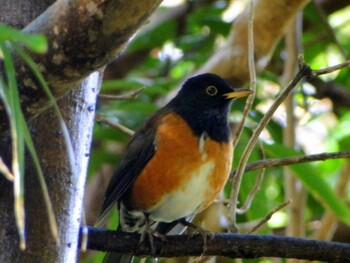 Wed, 1/2/2013 Birding report at Hachijojima Island