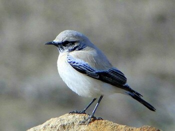 2011年1月15日(土) 北印旛沼の野鳥観察記録